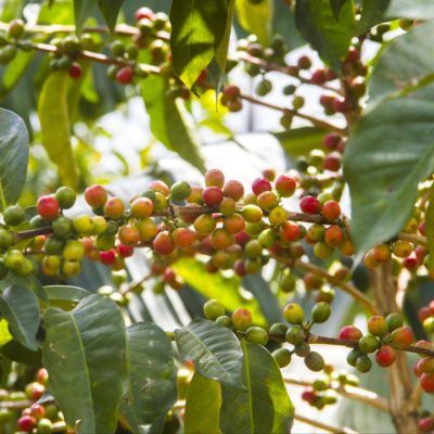 Coffee Cherries